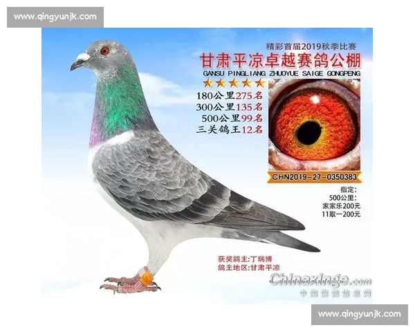 湟中地区信鸽赛成绩汇总与优秀赛鸽表现分析