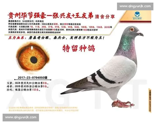 2017春季公棚比赛精彩回顾与参赛鸽表现分析 2017春季公棚比赛精彩回顾与参赛鸽表现分析