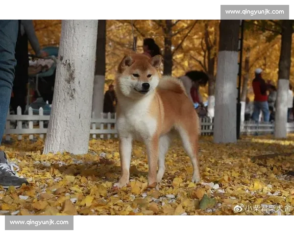 日本柴犬顶级比赛全景揭秘从血统评审到冠军诞生与犬舍荣耀